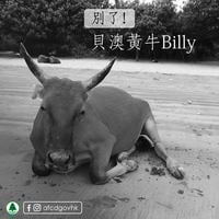 貝澳黃牛Billy死亡 胃部塞滿膠袋