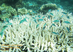 最嚴重白化 澳大堡礁逾1/3珊瑚死亡