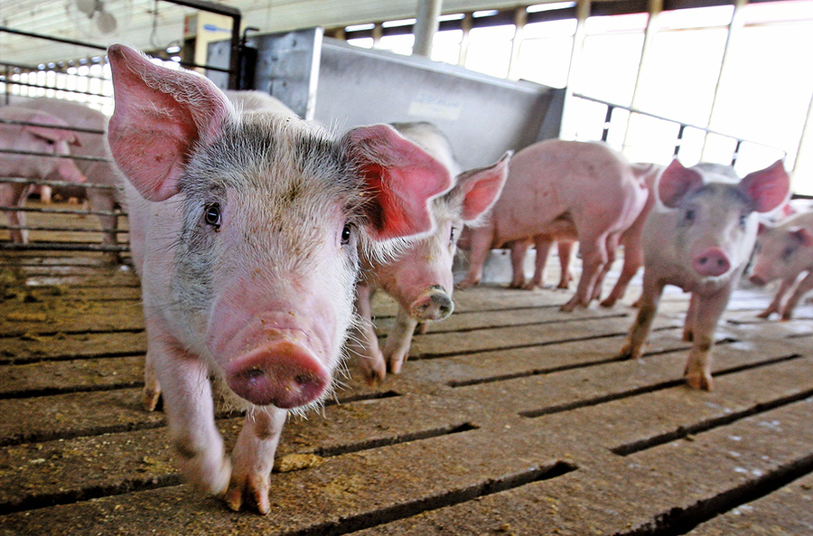 大陸官方首次確認 豬飼料含非洲豬瘟病毒