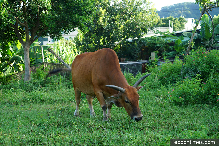 慧沁喜愛梅窩的黃牛，十分享受和自然相處的寧靜。（曾蓮／大紀元）