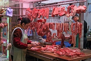 漁護署應變措施防非洲豬瘟 含監測野豬