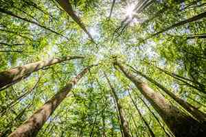 印度武裝份子金盆洗手 花十年種植一片森林