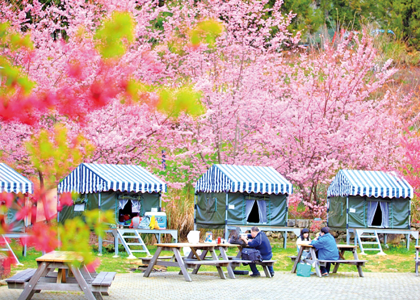 武陵農場櫻花季將起跑。