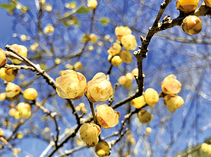 武陵農場春天有梅花、櫻花、桃花、梨花、蘋果花與杜鵑花接力綻放，美不勝收。圖為武陵農場臘梅。