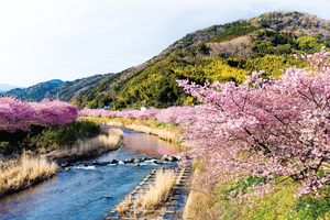 日本的「櫻花前線」