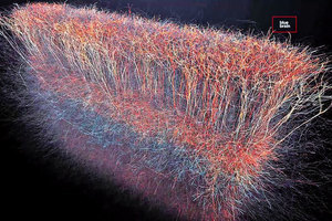 研究：人意識來自宇宙腦細胞聯繫超過三維