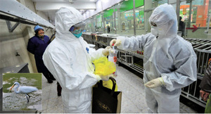鑽石山大白鷺屍證帶H5N6病毒