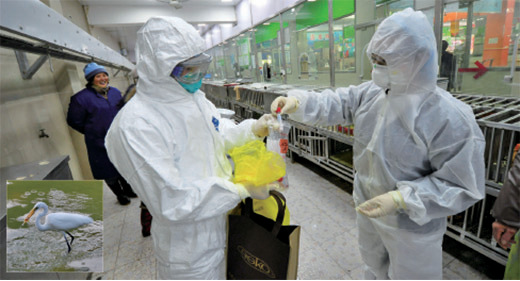 鑽石山大白鷺屍證帶H5N6病毒
