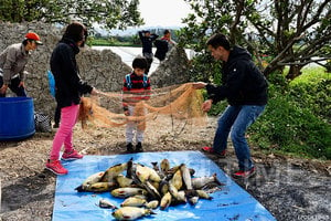 【教育專題】新界魚塘節受歡迎 親子實地體驗魚塘生態保育