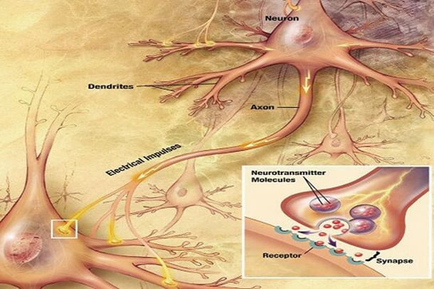 大腦神經元細胞示意圖。(Wikimedia Commons)