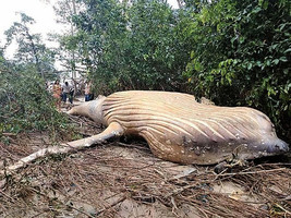 11米長座頭鯨陳屍亞馬遜叢林 原因成謎