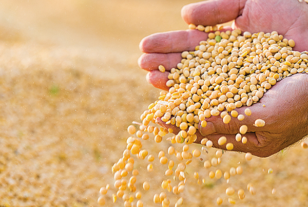 美國農業部長表示，中共承諾增購美國大豆已過一周，但仍然沒有採購消息。（Fotolia）