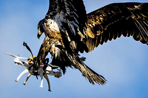 「大自然戰勝科技」老鷹抓無人機照片走紅