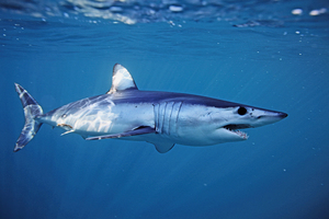 「海洋獵豹」灰鯖鯊世上游得最快的原因