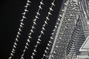 奇觀：四川上萬隻燕子排列在電線桿上過夜