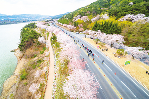 伴著櫻花盡情奔跑！慶州櫻花馬拉松四月六日開跑