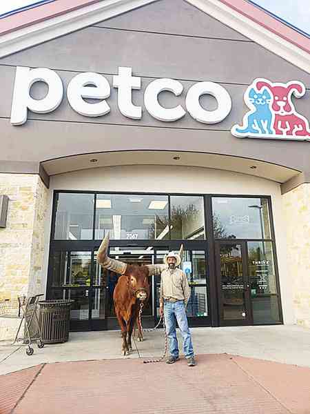 「歡迎帶寵物光臨」 主人帶長角牛購物