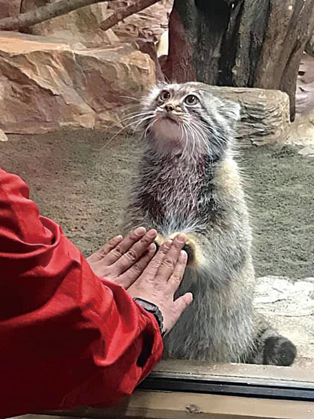 日本動物園可愛兔猻走紅網絡