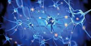 新研究：人類大腦神經元再生從未停止