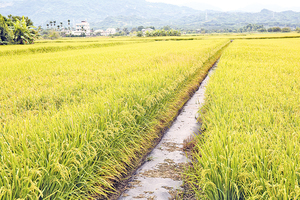 失落的台灣米食文化 農人尋回飯香