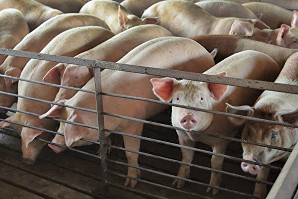 非洲豬瘟影響 大陸豬肉價一年大漲46%