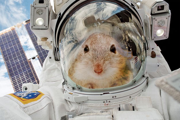 太空站小鼠瘋狂轉圈令科學家不解