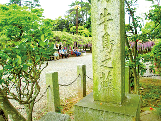 千年紫藤舞暮春日本「 牛島之藤」展花姿 