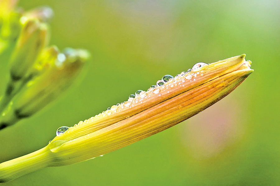 【花間集錦】北堂樹萱草母親忘憂