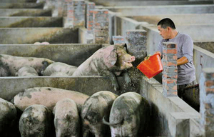 近美歐豬隻總和   中國2億頭豬死於非洲豬瘟