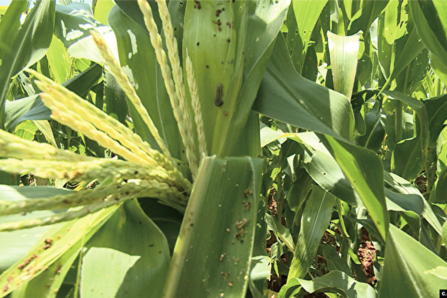 「糧食殺手」蔓延十四省 威脅玉米產區