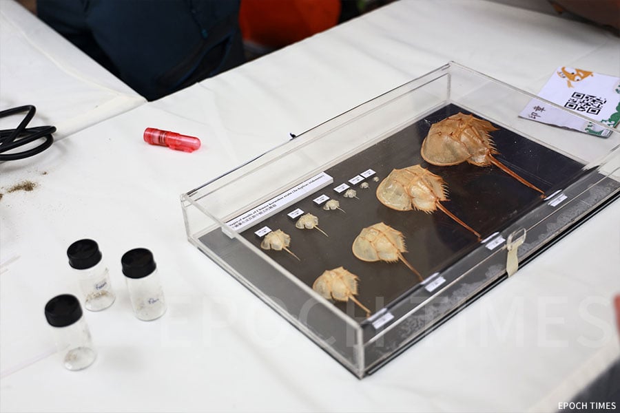南大嶼山水口發現的微塑膠（左）；有「活化石」之稱的海洋生物馬蹄蟹（右），可能受到人類活動的威脅。（陳仲明／大紀元）