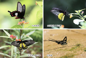今日夏至 四種珍稀蝴蝶最活躍