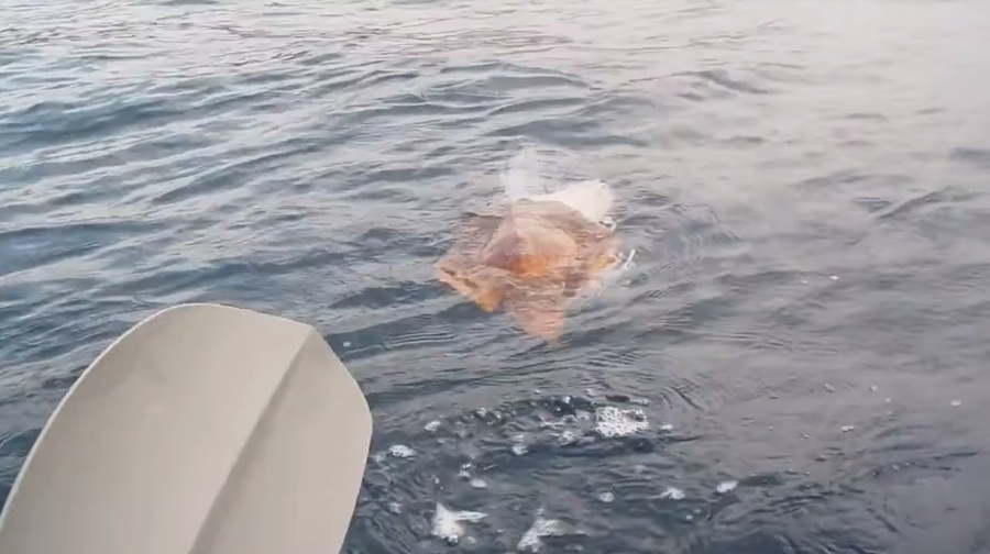 橙色海龜海上求救 好心人幫牠清理身上漁網 