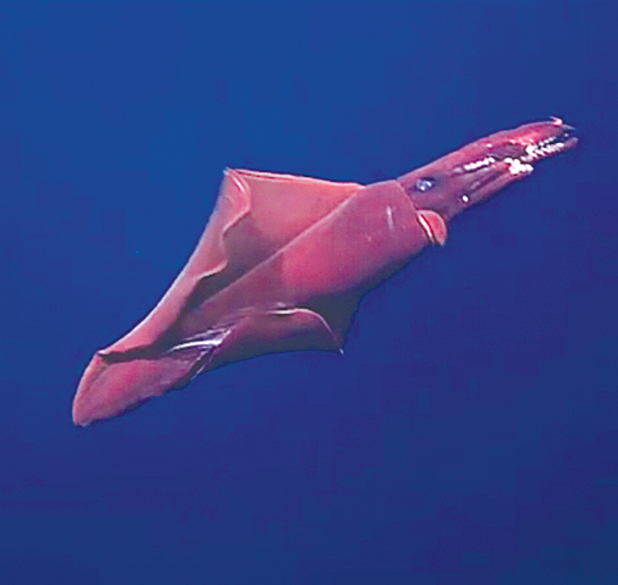夏威夷發現極罕見可發光深海魷魚 身長2米