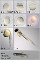 研究揭示生命胚胎發育如何開啟