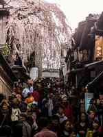 遊客猛增 日本京都在「歡喜中悲鳴」