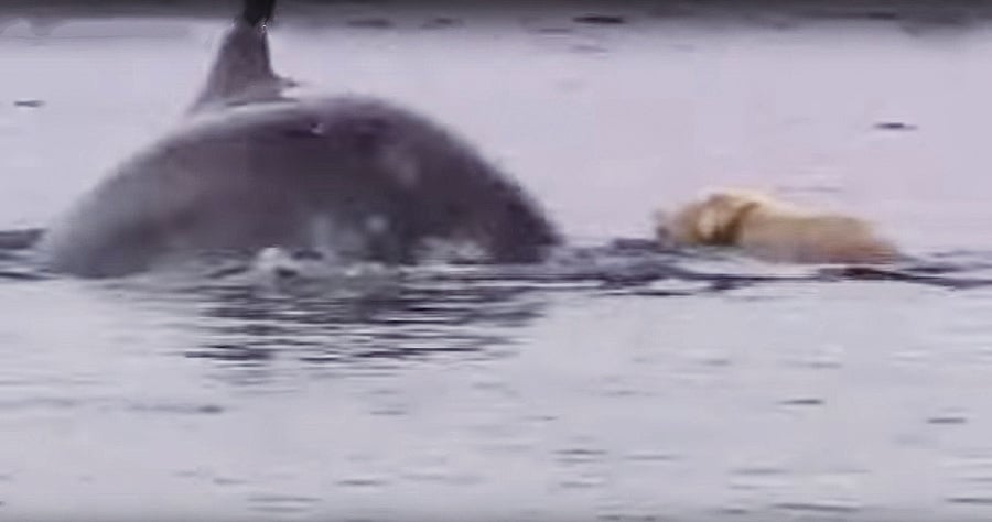 拉布拉多狗和海豚做朋友 海陸奇緣不可思議