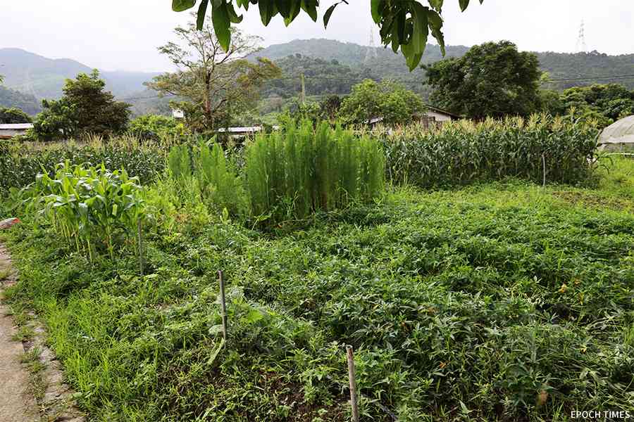 財經評論｜回頭看香港農業 九成來自大陸