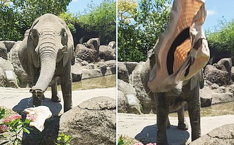幼童求援 動物園大象幫忙拋回帽子