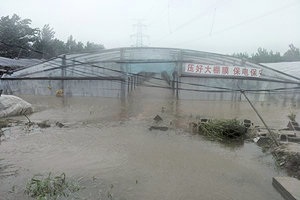 中國菜都遇強降水影響京蔬菜漲價30%  