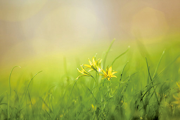 離離原上草，一歲一枯榮。野火燒不盡，春風吹又生（pixabay）