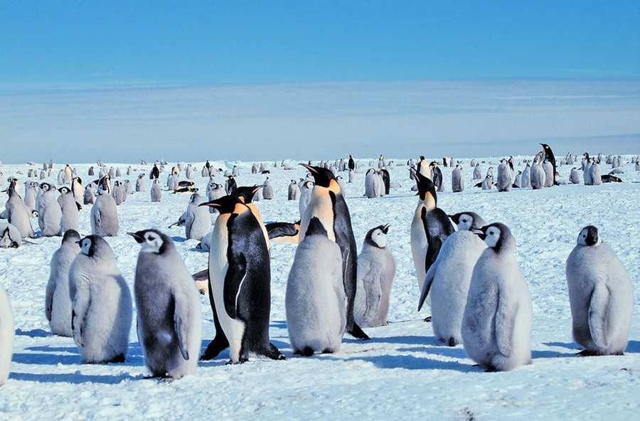 新西蘭發現史前巨型企鵝