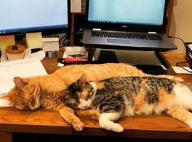 流浪貓入住辦公室  幫員工紓壓成網紅