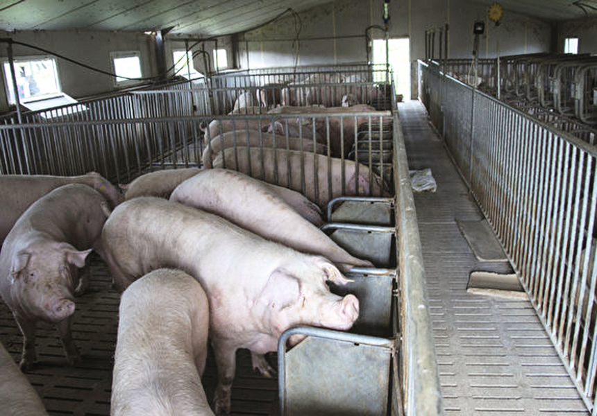中共取消生豬禁養令 養殖戶怎麼看？