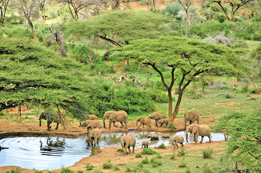 勇闖野性非洲 體驗與野生動物共遊