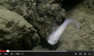 地球最深處活著的「幽靈」魚 科學家首見