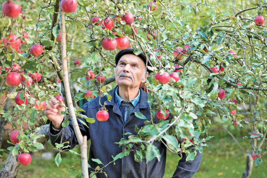 日本老人種出不腐蘋果 引出健康的秘訣