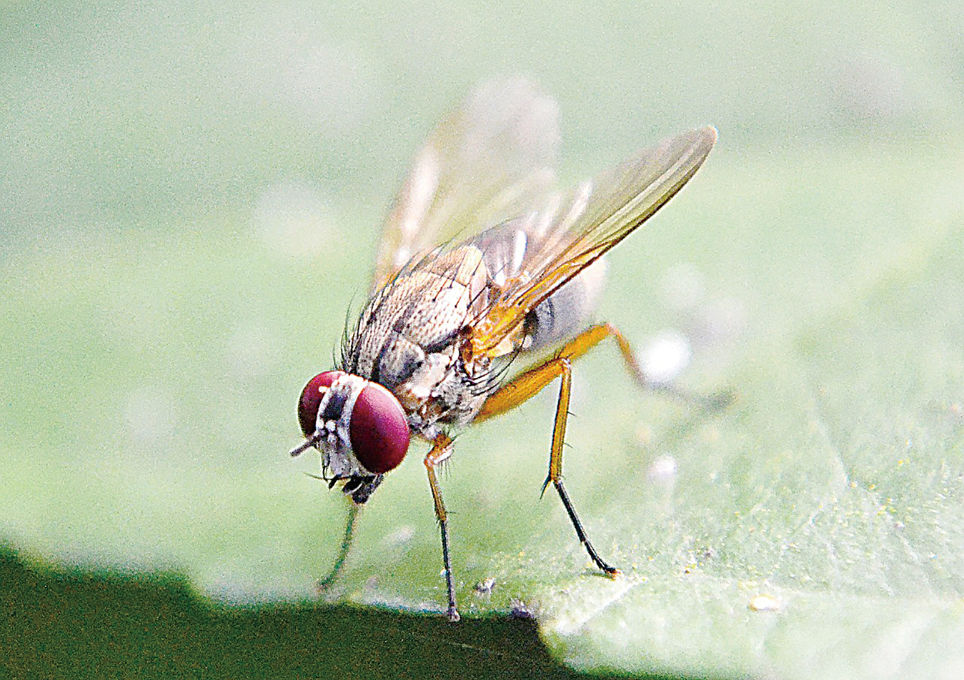 穆勒希望在果蠅身上的發現有可能為人類提供新線索，幫助人們在死前避免經歷漫長、緩慢的退化過程。（Pixabay）