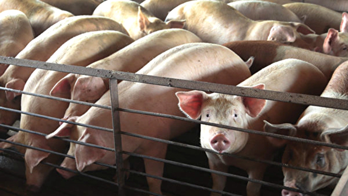 近日，四川、廣東等多省都訂下今年最低生豬出欄的任務，且成為市長的考核項目。（Scott Olson/Getty Images）