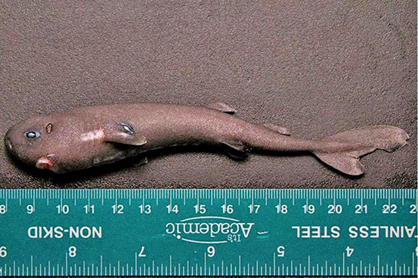 144毫米深海小鯊魚是全新物種